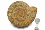 Giant, Jurassic Ammonite (Perisphinctes) Fossil - Madagascar #319484-3